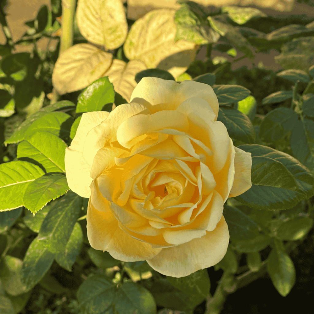 Yellow flower blossoming